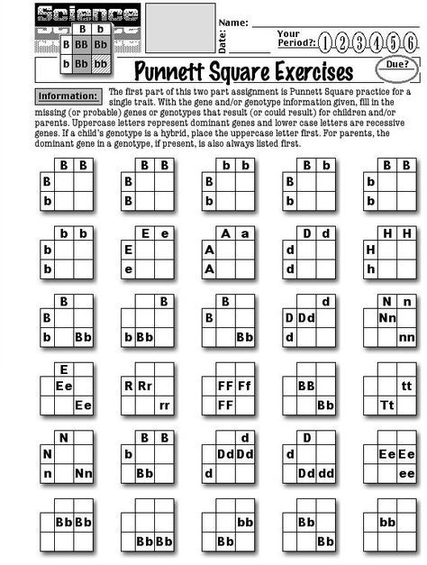 Punnett Square Worksheet With Answers Pdf