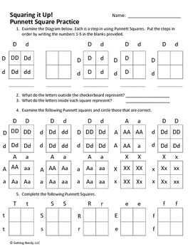 Punnett Square Practice Worksheet Pdf