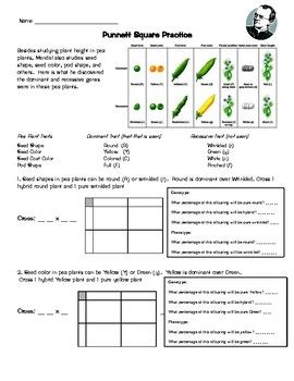 Pea Plant Punnett Square Worksheet Answer Key